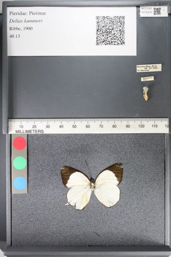 Media type: image;   Entomology 130076